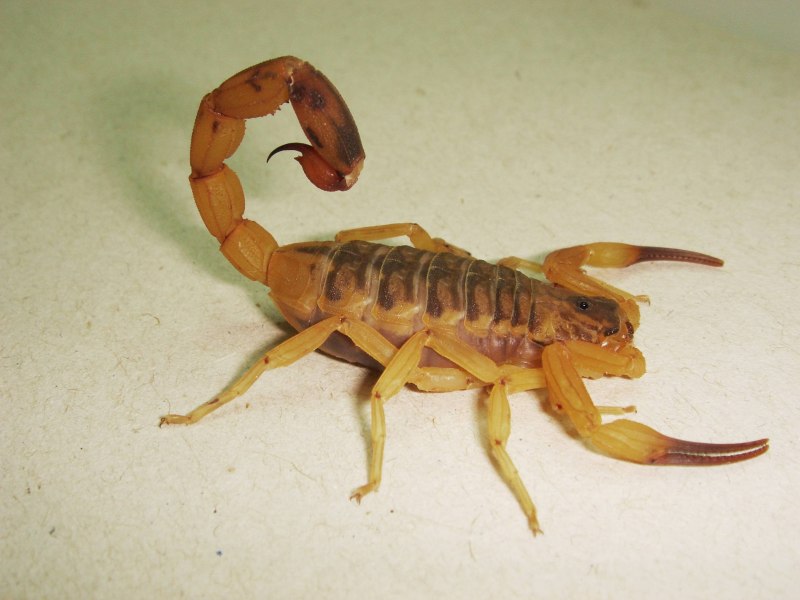 Heterometrus longimanus