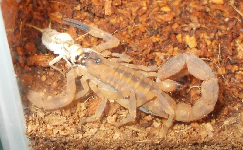 Королевский Скорпион