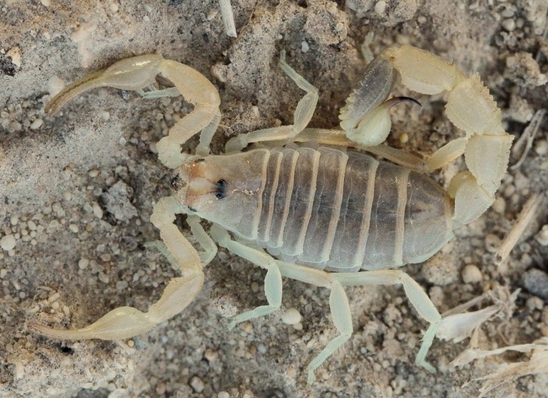 Толстохвостый Скорпион Androctonus Australis