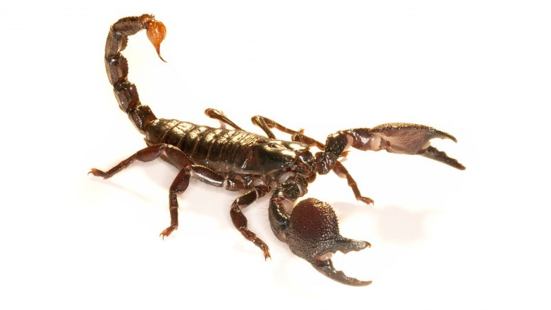 Heterometrus spinifer l2