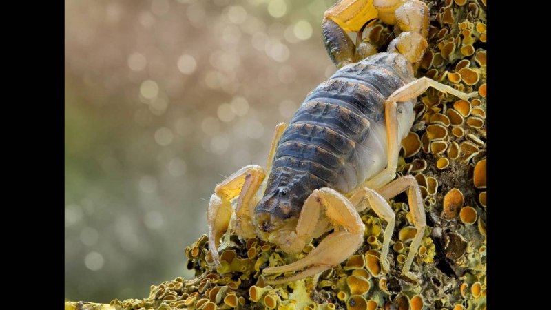 Скорпион Androctonus Australis