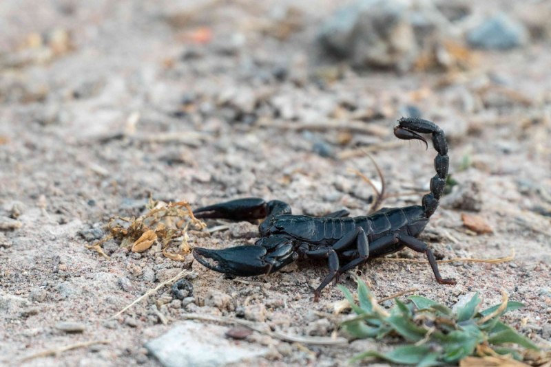 Мингрельский Скорпион Euscorpius mingrelicus