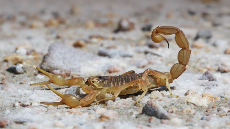Итальянский Скорпион Euscorpius italicus