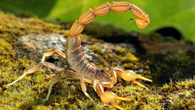 Deathstalker Скорпион