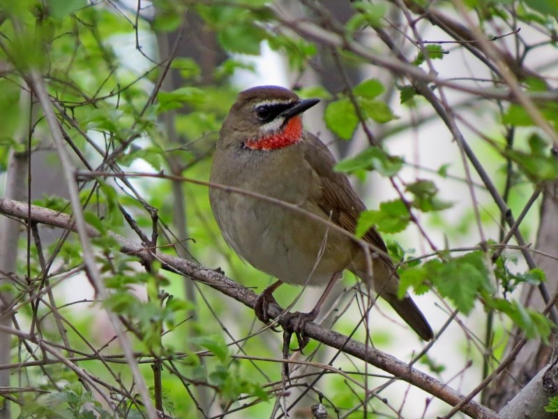 The Thrush Nightingale (Luscinia Luscinia)