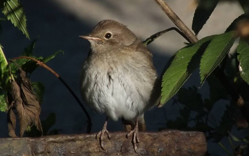 Соловей (Luscinia Luscinia)