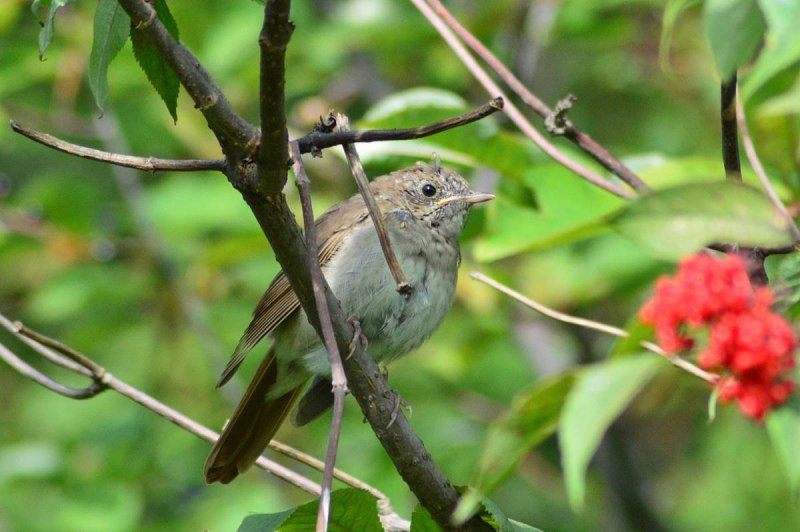 Luscinia Luscinia