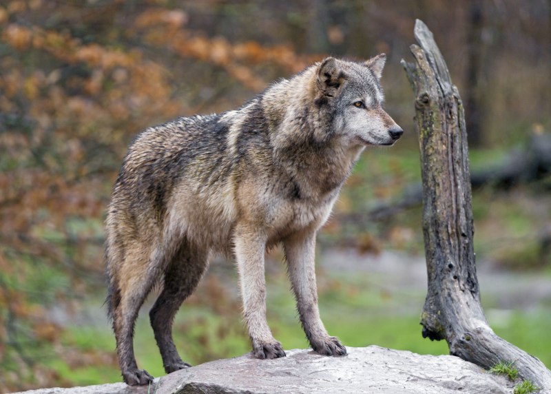 Волчонок canis Lupus