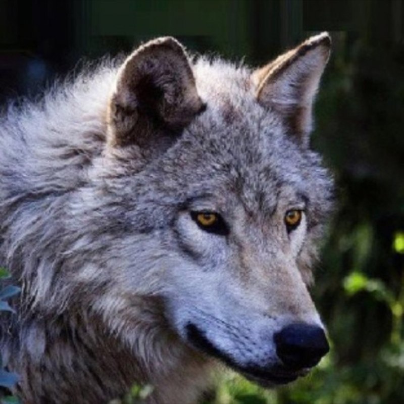 Волк - canis Lupus l.