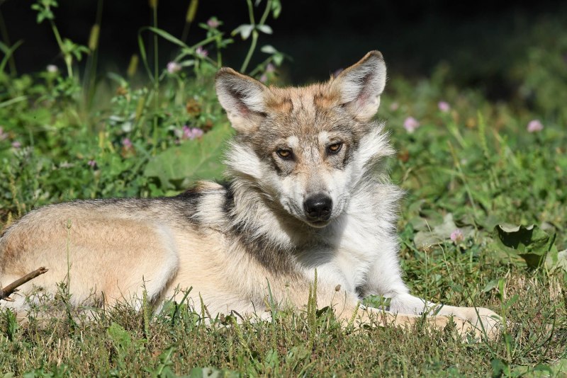 Кенайский волк canis Lupus alces