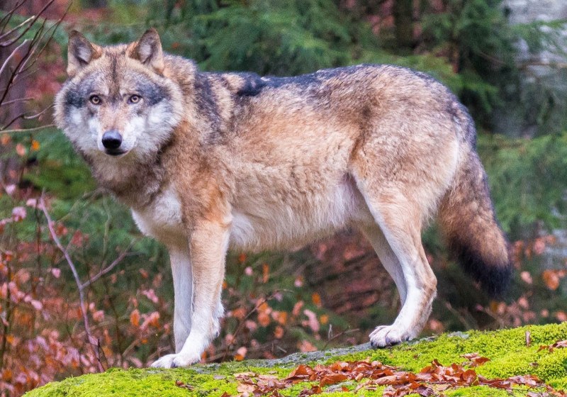 Европейский волк (57 фото)