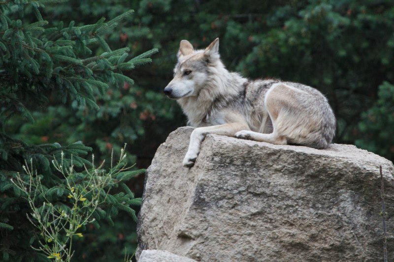 Волк canis Lupus