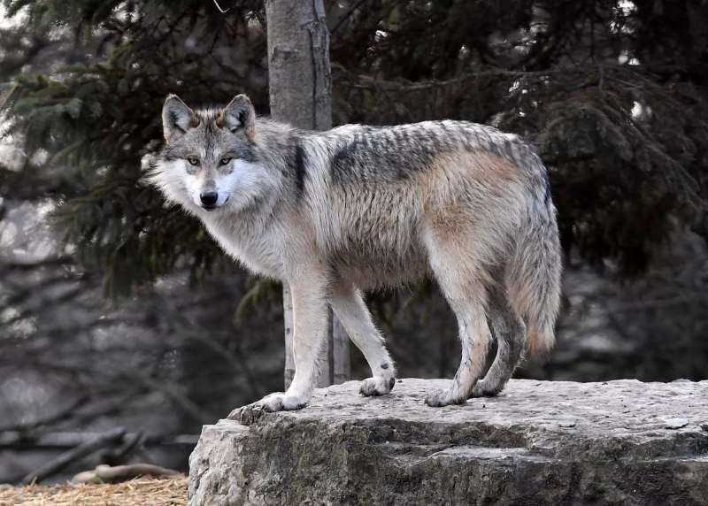Волк canis Lupus