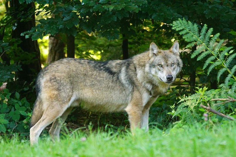 Canis Lupus Campestris