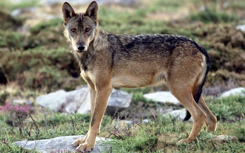 ДЕАГОСТИНИ зимние хищники волк canis Lupus tundrarum