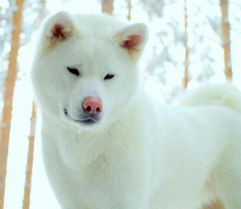 Сиба ину белая