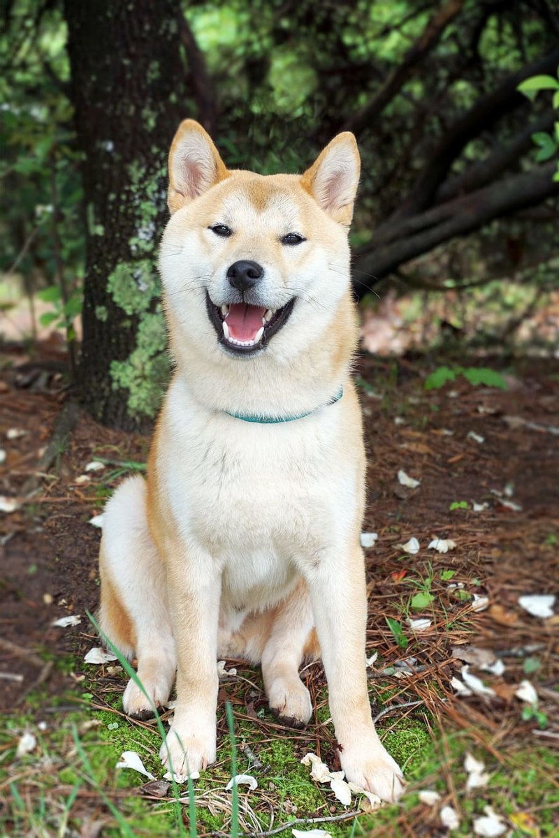 Фотосессия Shiba Inu