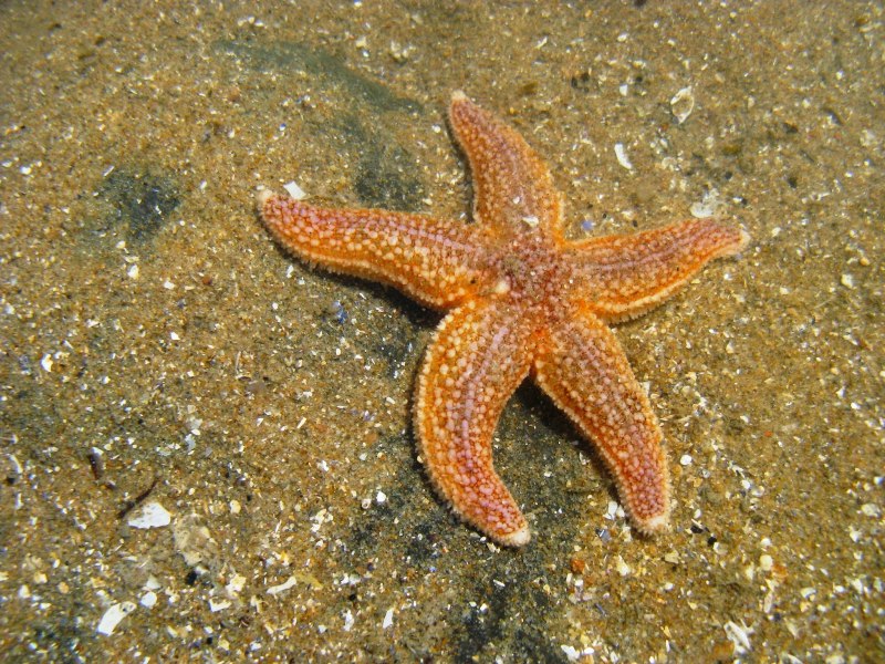 Морские звезды Notomyotida