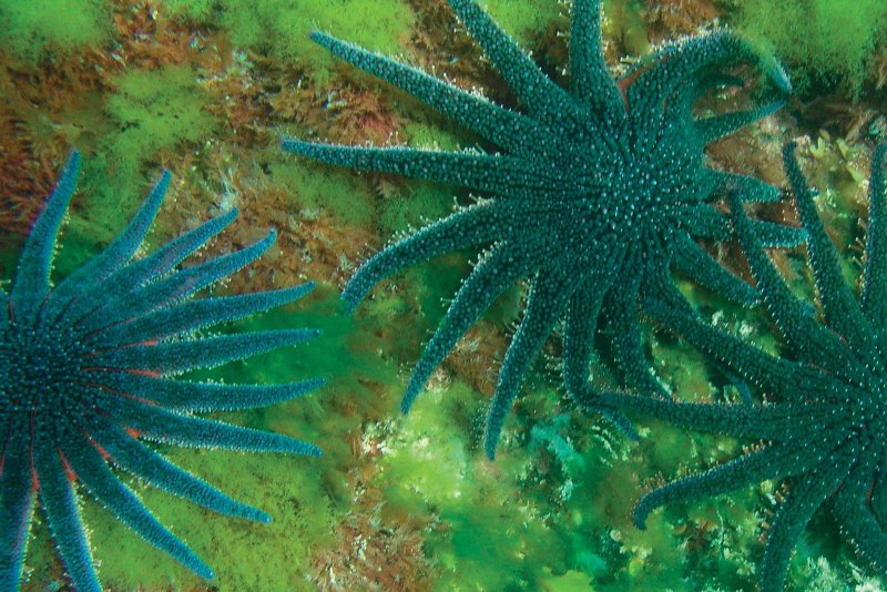 Asterias Rubens