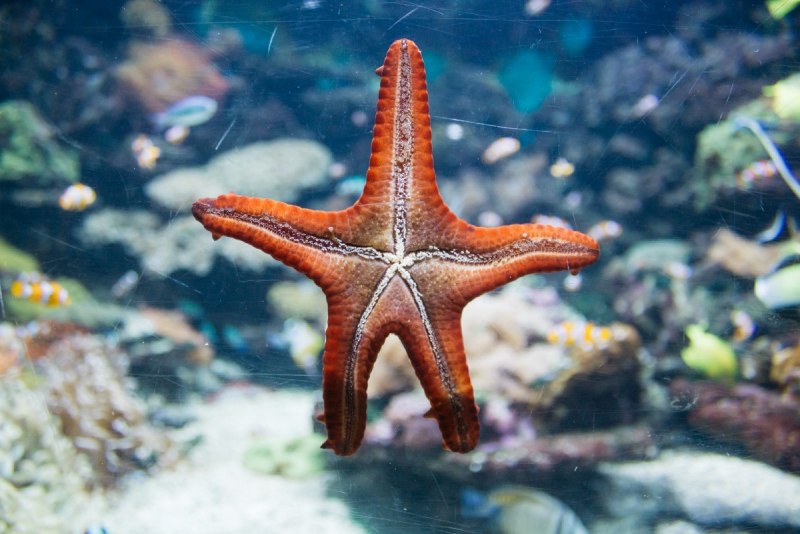Шестиконечная морская звезда