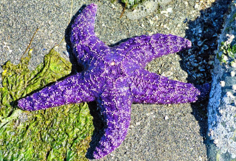 Иглокожие Echinodermata