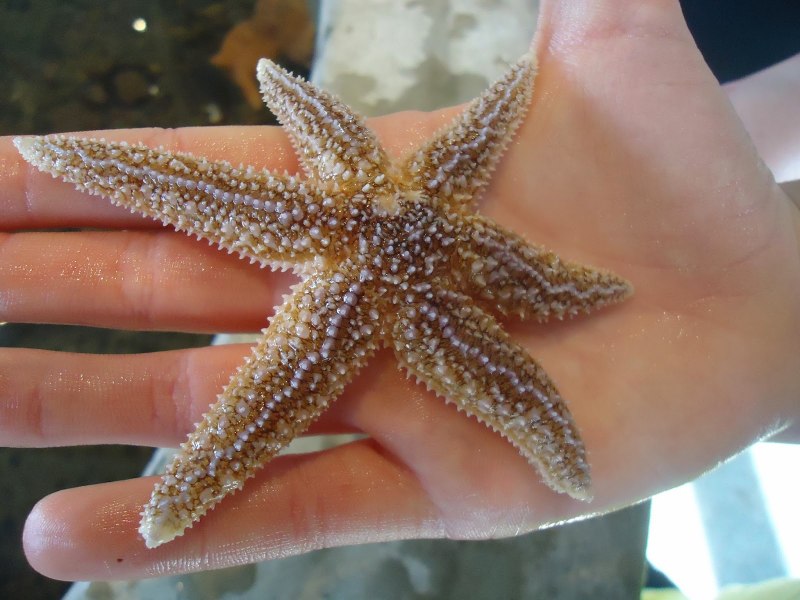 Регенерация морской звезды