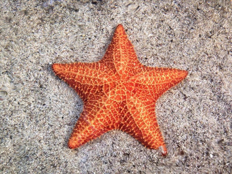 Иглокожие Echinodermata