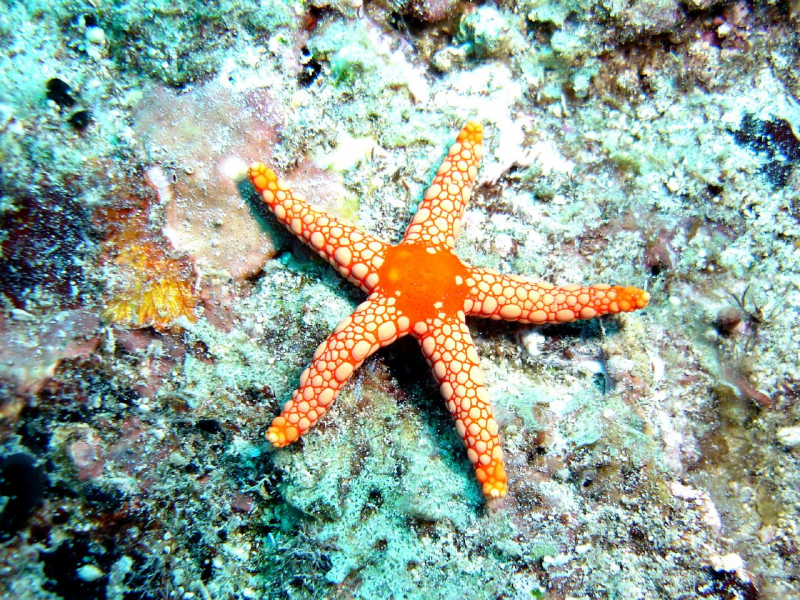 Семиконечная морская звезда Занзибар