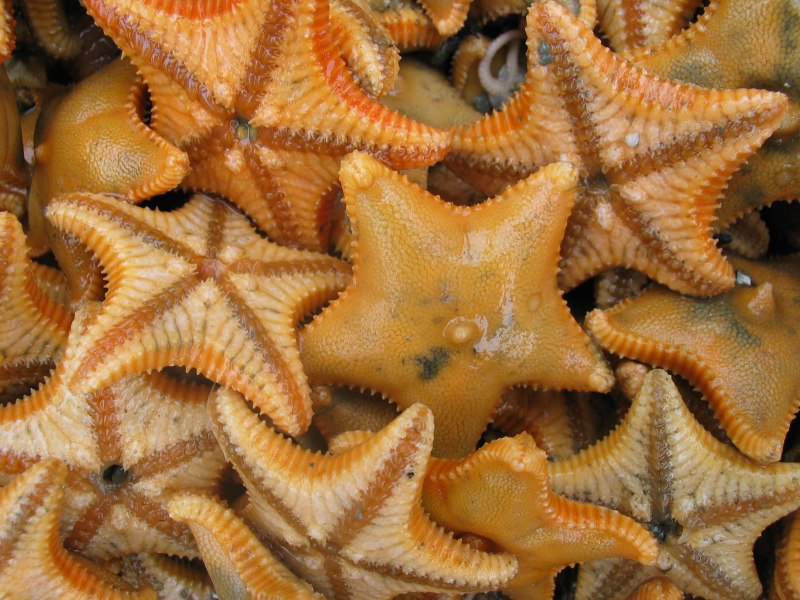 Hippasteria phrygiana