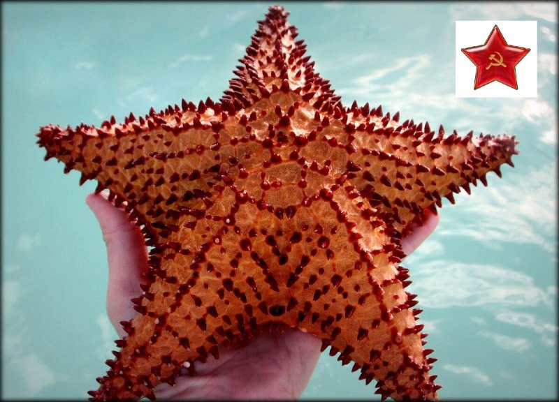 Маленькая морская звезда