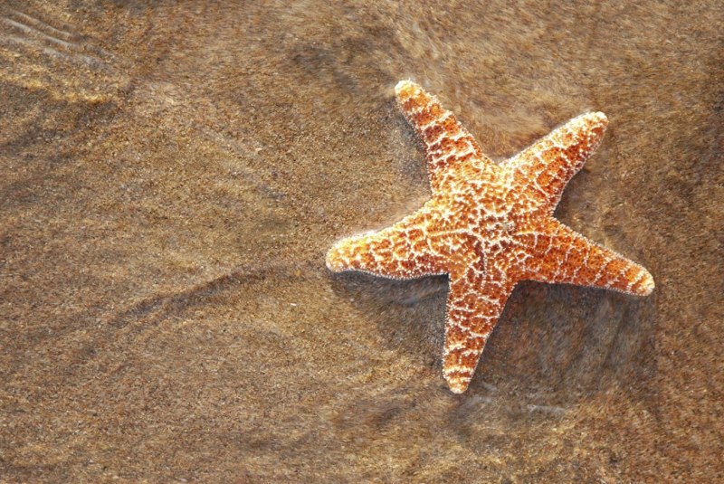 Морская звезда в море Лаптевых