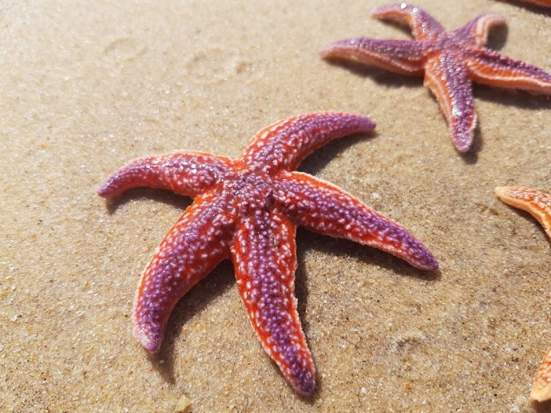 Морская звезда Lunckia Columbiae