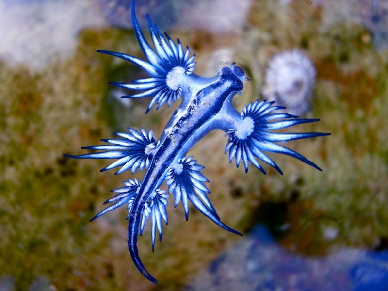 Голубой ангел (Glaucus Atlanticus)