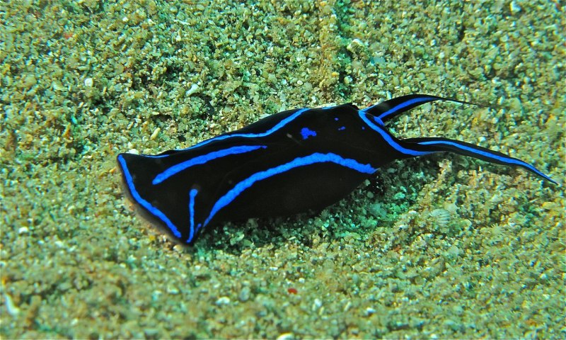 Chelidonura varians