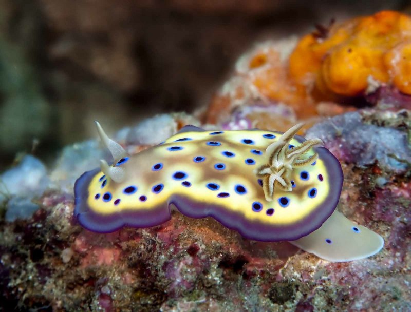 Морской дракон nudibranchs