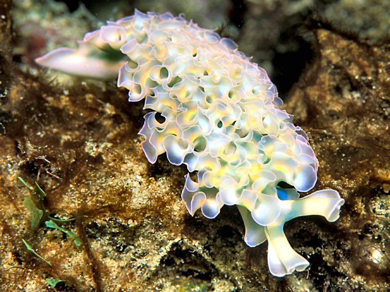 Nembrotha megalocera