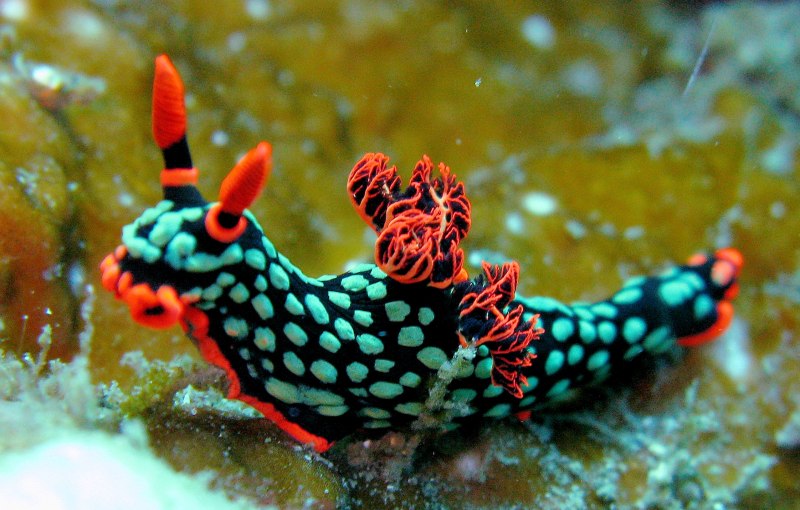 Nembrotha cristata