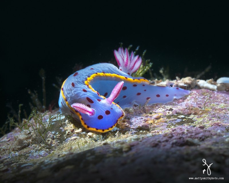 Морской СЛИЗНЯК Голожаберник рыба