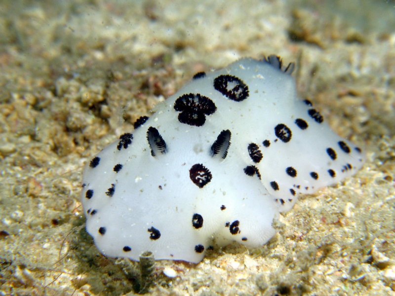 Морской СЛИЗЕНЬ Jorunna Parva