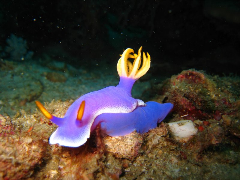 Hypselodoris bullocki