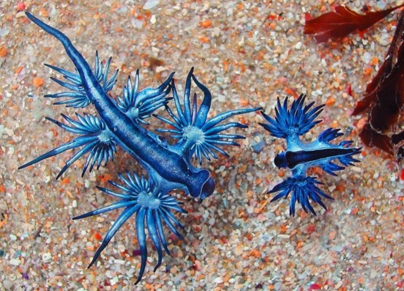 Корифелла Полярная, морской СЛИЗЕНЬ