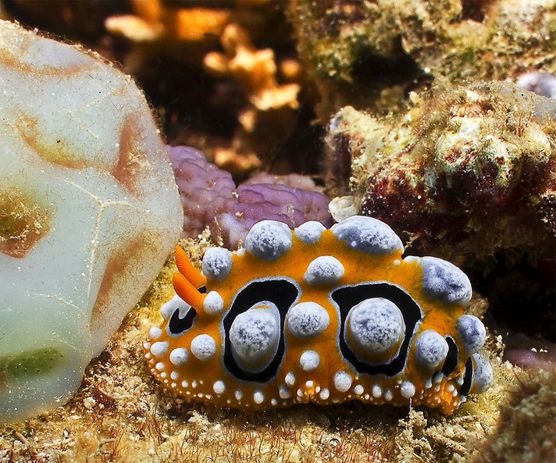 Голожаберные (Nudibranchia)
