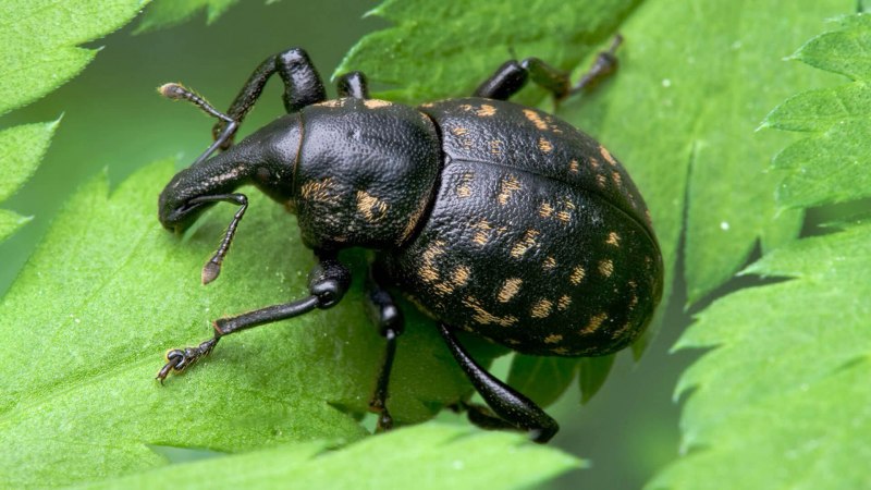 Phyllobius fessus