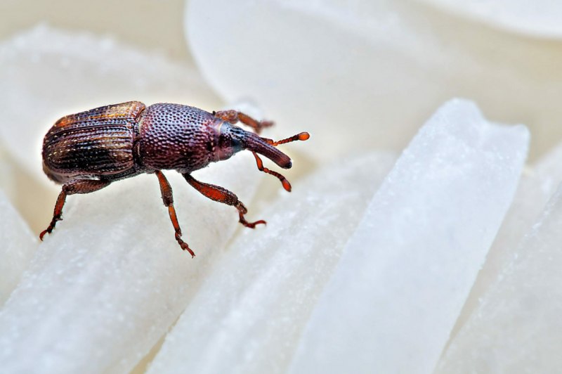 Sitophilus granarius