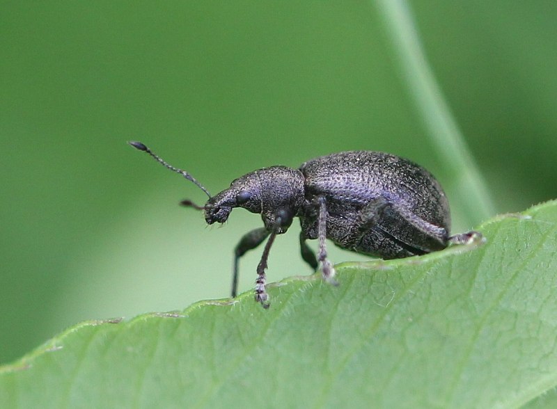 Большой Сосновый Слоник (долгоносик) (Hylobius abietis)