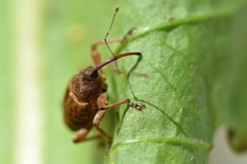 Серый свекловичный долгоносик Tanymecus palliatus