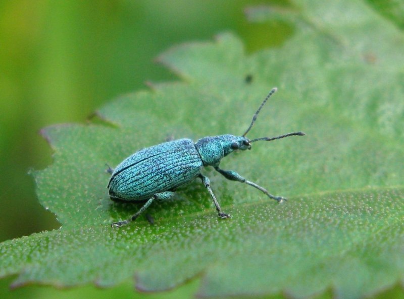 Большой Сосновый Слоник (долгоносик) (Hylobius abietis)