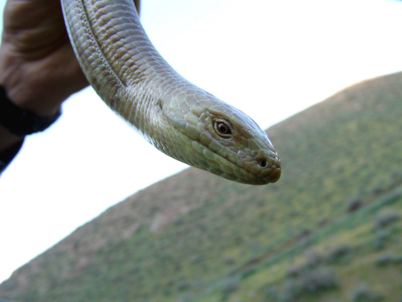 Желтобрюхий полоз (Dolichophis caspius)