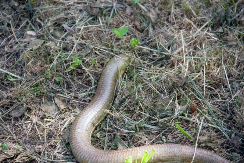 Amphisbaena caeca