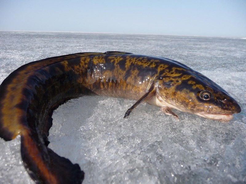 Лосось Salmo Salar